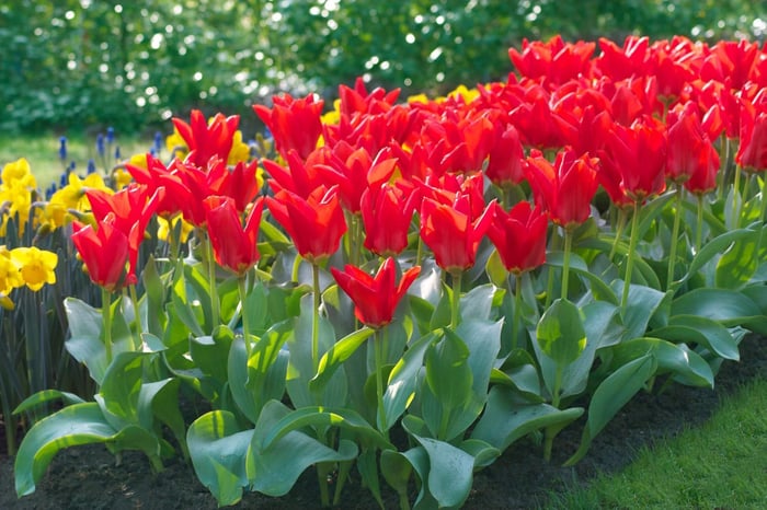 Timeless Favorite Tulips - Longfield Gardens