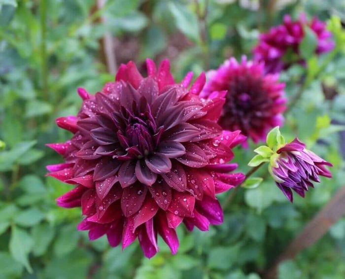Can Dahlias Change Color - Longfield Gardens