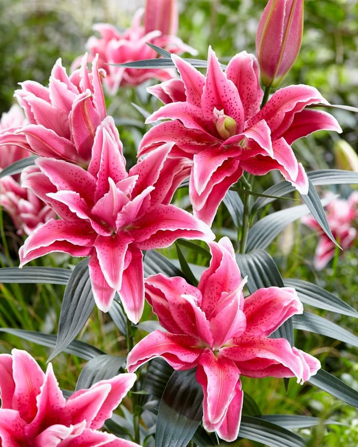Types of Lilies - Longfield Gardens