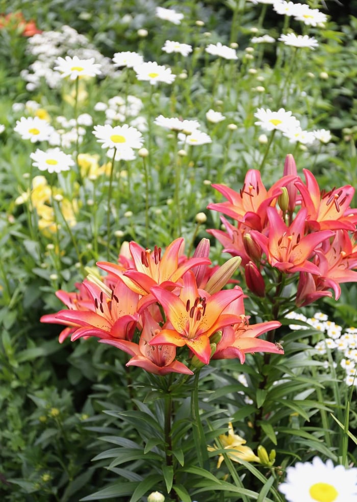 New Lilies for Your Summer Garden - Longfield Gardens