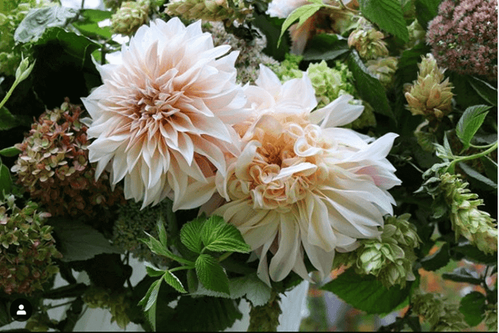 New Dahlia Collections from Flirty Fleurs - Longfield Gardens