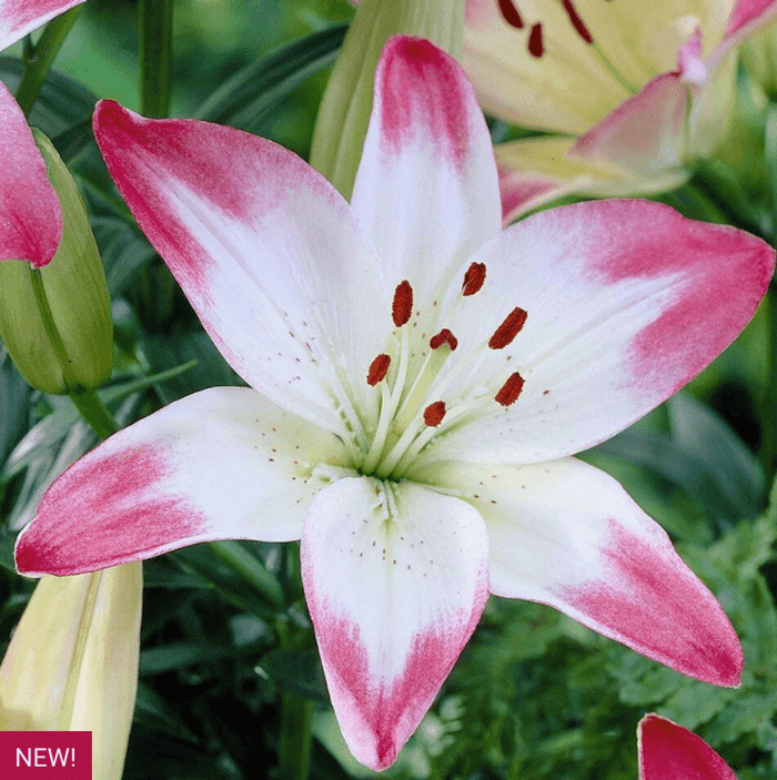 New Lilies for Your Summer Garden - Longfield Gardens