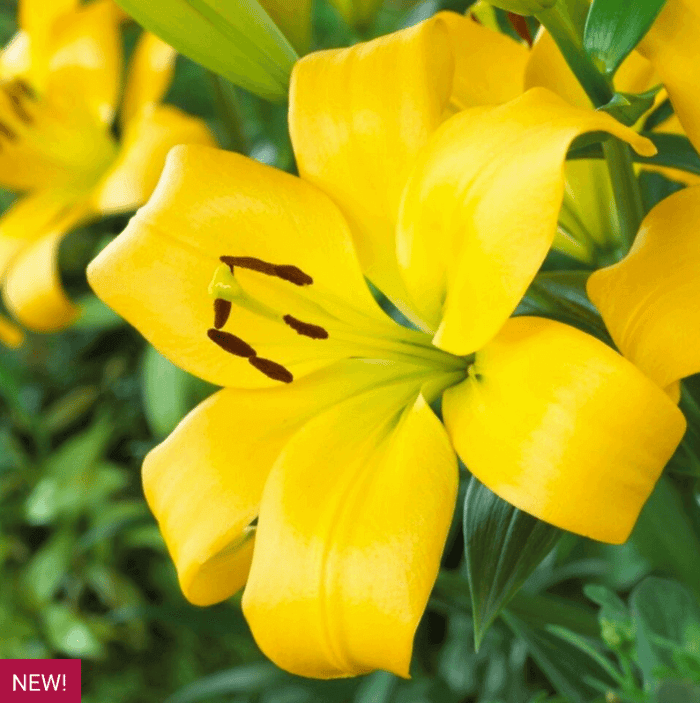 New Lilies for Your Summer Garden - Longfield Gardens
