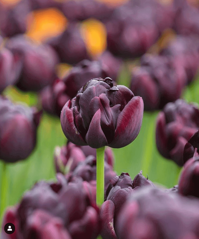 Screen_Shot_2019-09-24_at_2_56_10_PM.png?v=1765891333