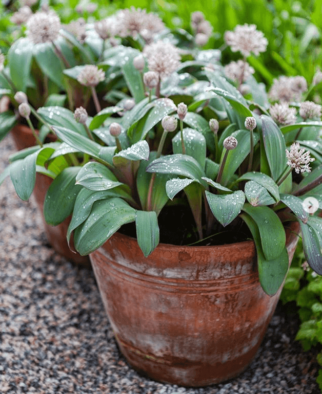 Screen_Shot_2019-09-25_at_10_32_39_AM.png?v=1765891333