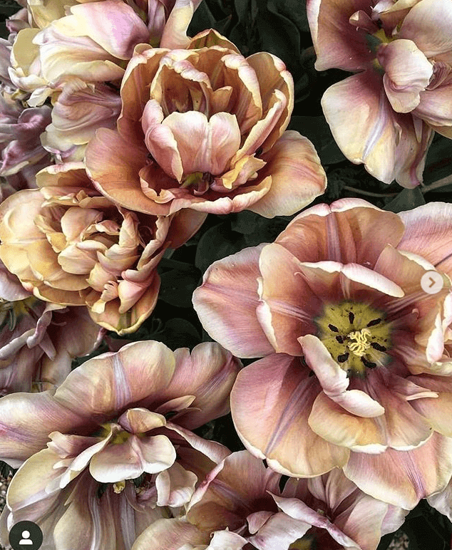 Screen_Shot_2019-09-25_at_9_41_13_AM.png?v=1765891333