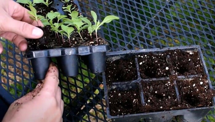 How to Start Flower Seeds Indoors - Longfield Gardens