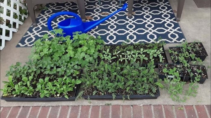 How to Start Flower Seeds Indoors - Longfield Gardens