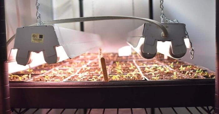 How to Start Flower Seeds Indoors - Longfield Gardens