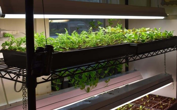 How to Start Flower Seeds Indoors - Longfield Gardens