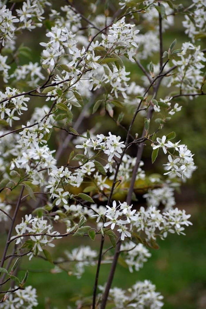 Serviceberry