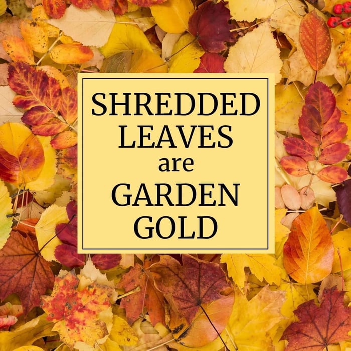 Shredded Leaves are Garden Gold