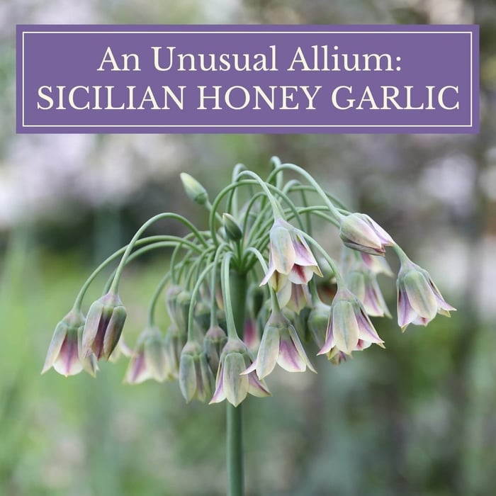 A Wonderful Allium by Any Name Sicilian Honey Garlic - Longfield Gardens