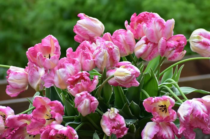 Silver Parrot Tulip