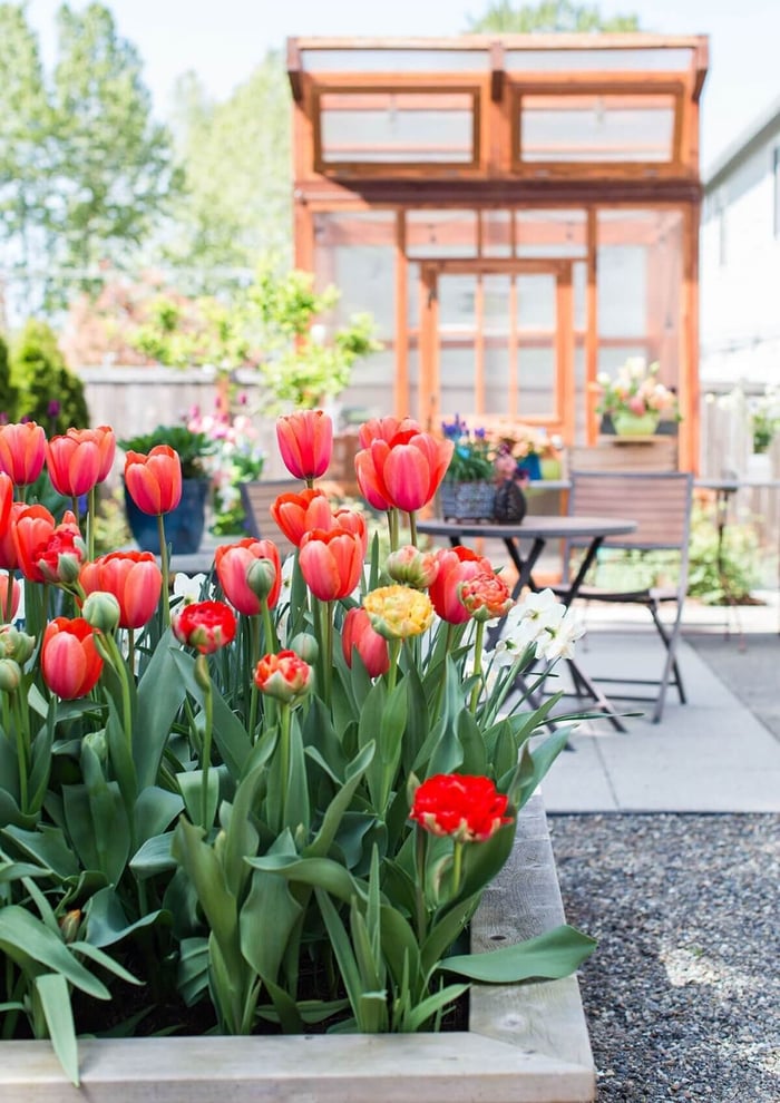 Celebrating-Spring-in-a-Backyard-Cutting-Garden-Longfield-Gardens