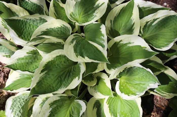 control slugs and snails.jpg