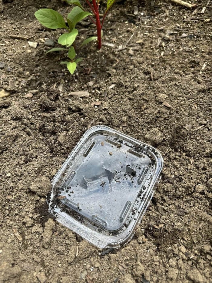 Soy Sauce Earwig Trap