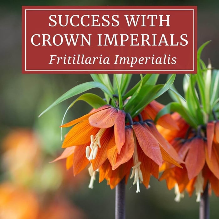 Crown Imperials - Fritillari-imperialis - Longfield Gardens