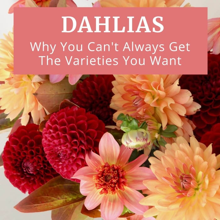 Sun_or_Shade.jpg?v=1765891264