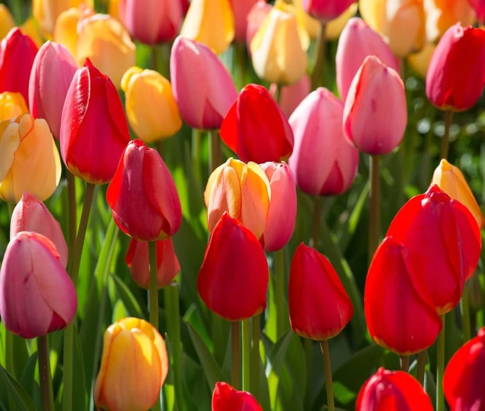 Most Colorful Tulips for Your Spring Garden - Longfield Gardens