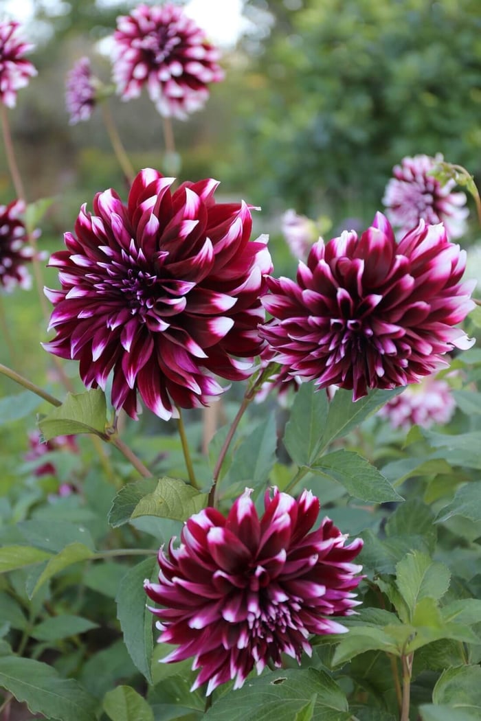 How to Design a Backyard Cutting Garden - Longfield Gardens