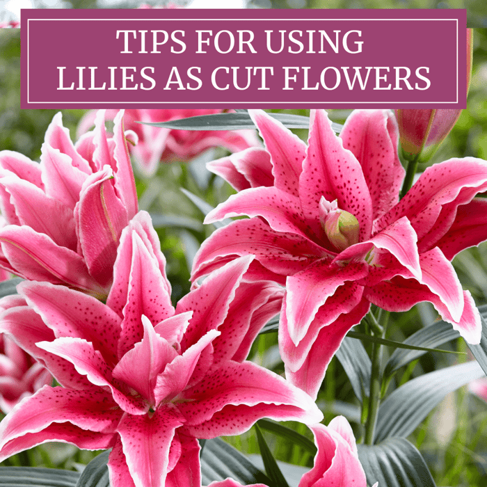 Tips for Using Lilies as Cut Flowers Longfield Gardens