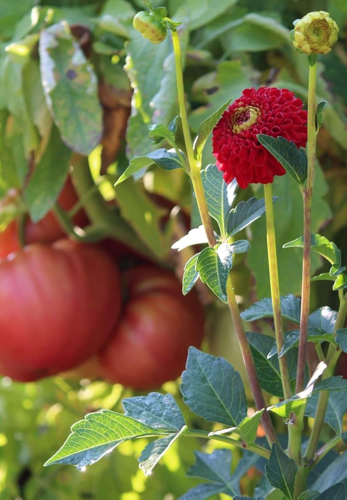 Flower Bulbs with Vegetables - Longfield Gardens