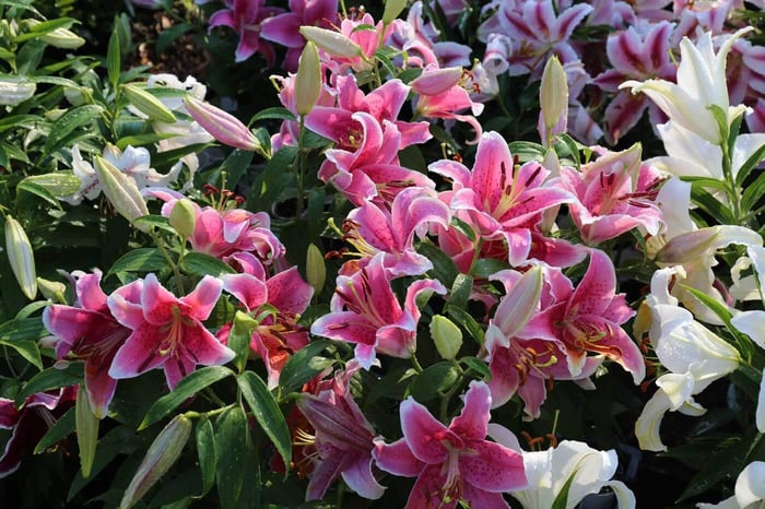 Trial-Garden-Update-Lilies-Longfield-Gardens