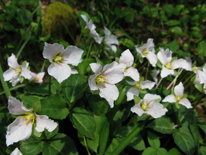 Welcome Spring with Trilliums - Longfield Gardens