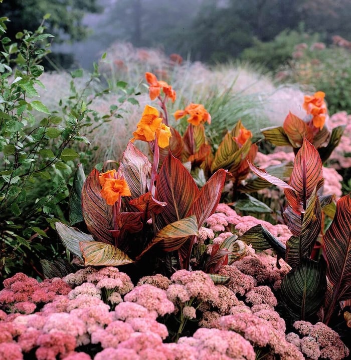 Tropicanna Wow Plants for Summer Gardens - Longfield Gardens