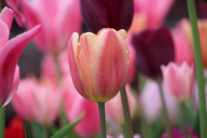 Color Changing Tulips - Longfield Gardens