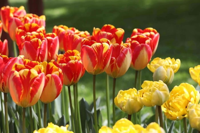 Most Colorful Tulips for Your Spring Garden - Longfield Gardens
