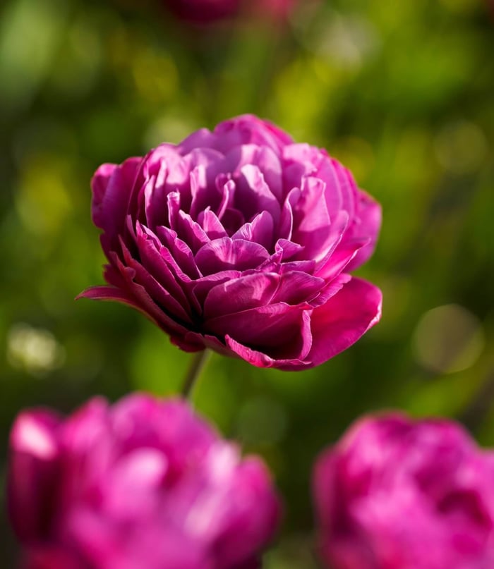 New Tulips for Your Spring Garden - Longfield Gardens