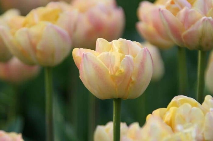 Color Changing Tulips - Longfield Gardens