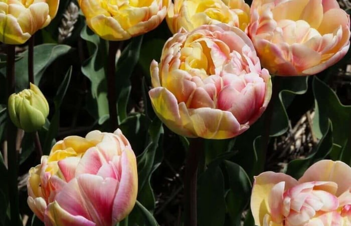 Color Changing Tulips - Longfield Gardens