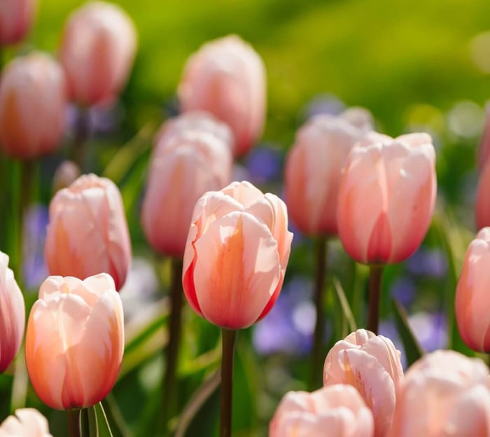 New Tulips for Your Spring Garden - Longfield Gardens
