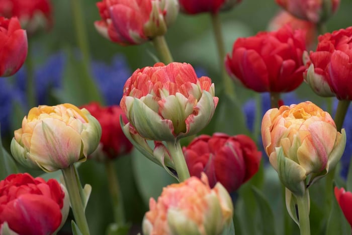 Color Changing Tulips - Longfield Gardens