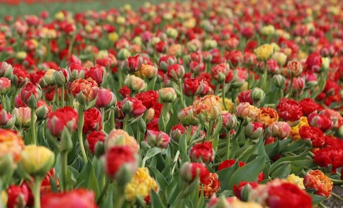 Color Changing Tulips Longfield Gardens