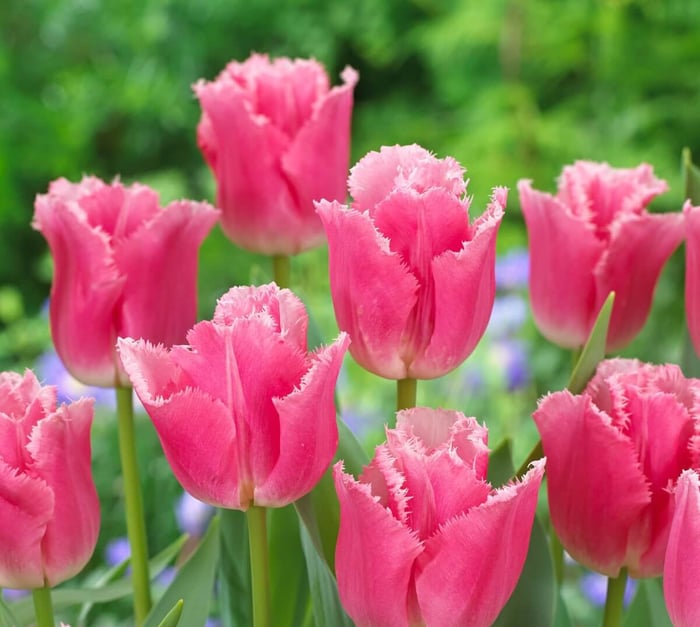 New Tulips for Your Spring Garden - Longfield Gardens
