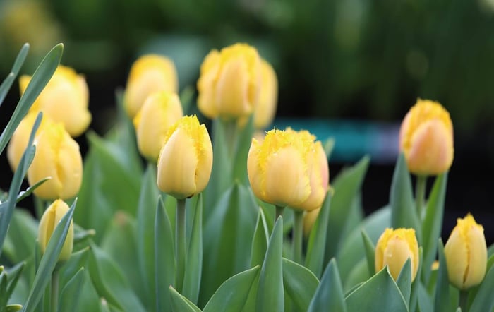 New Tulips for Your Spring Garden - Longfield Gardens