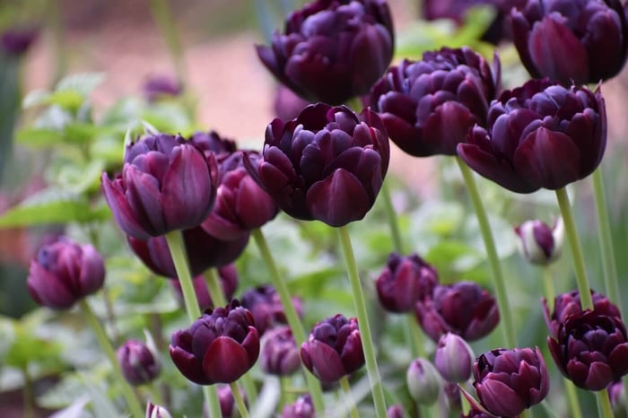10 must-grow tulips for your flower garden