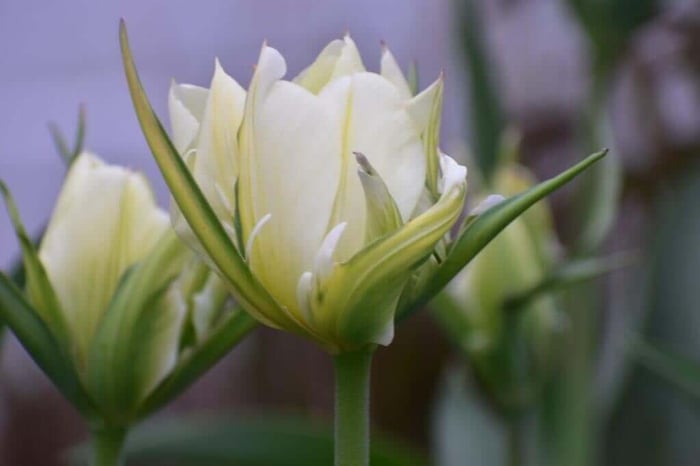 Tips for Using Tulips as Cut Flowers Longfield Gardens
