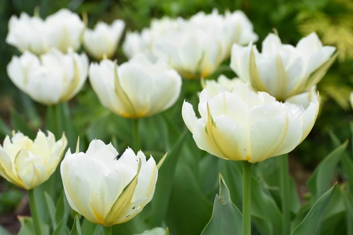 Exotic Emperor Tulip