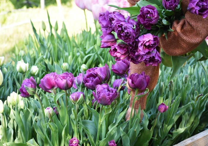 Best Techniques for Cutting Daffodils, Tulips, and Hyacinths Longfield Gardens