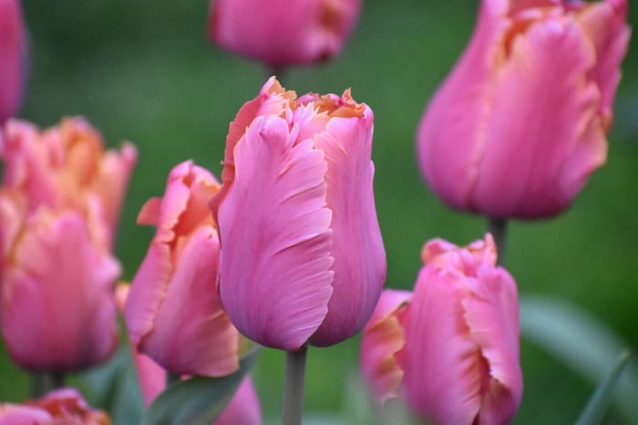Amazing Parrot Tulip