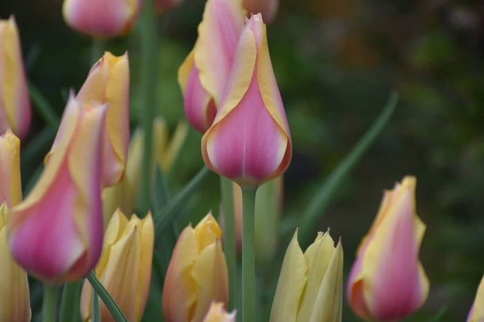 Blushing Lady Tulip