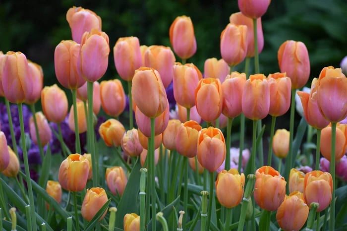 7 Tips for Planting Tulip Bulbs - Longfield Gardens