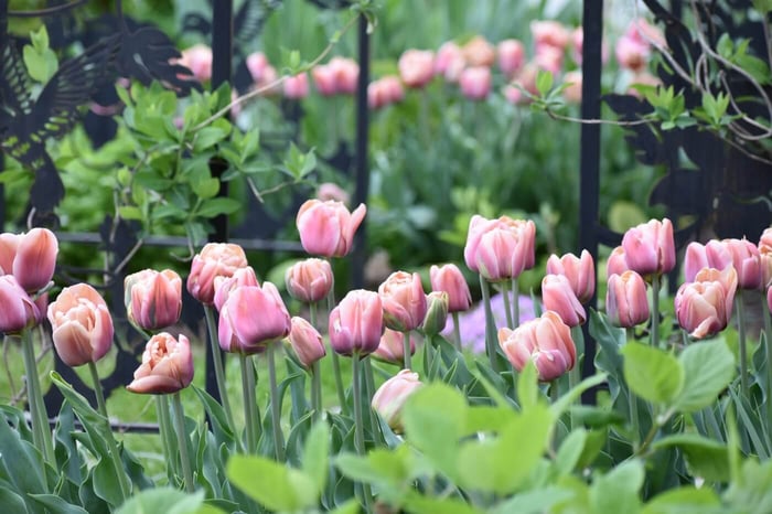 La Belle Epoque Tulipe