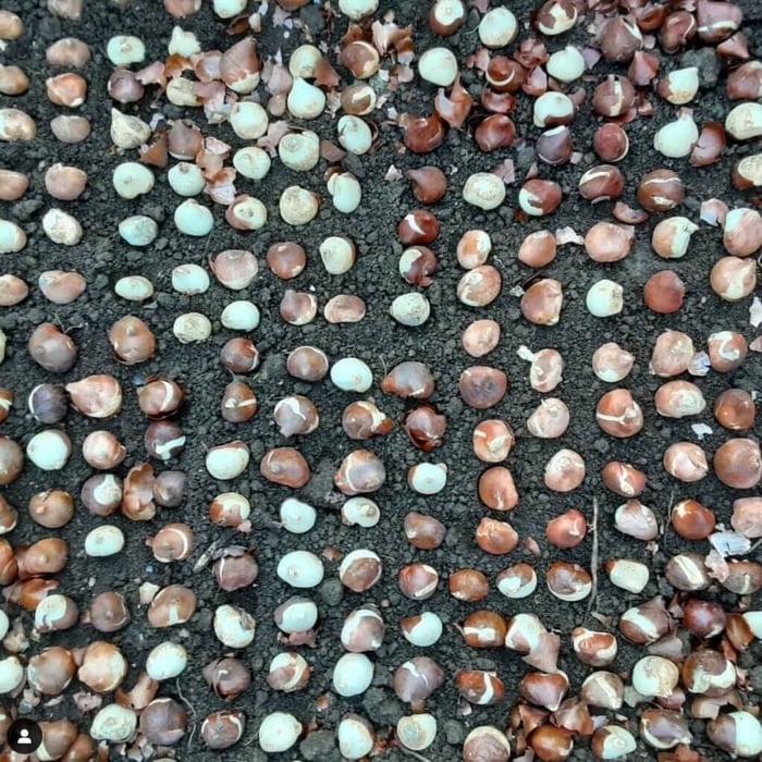 Tips for Using Tulips as Cut Flowers Longfield Gardens