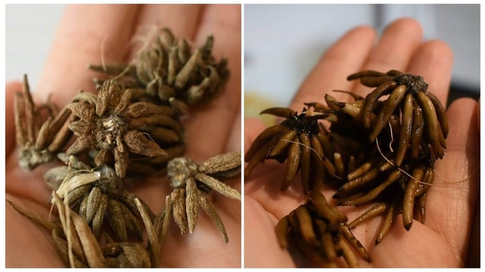 How to Grow Ranunculus in Zones 4-6 - Longfield Gardens